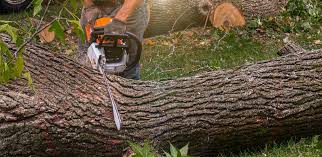 Best Stump Grinding and Removal  in Larkfield Wikiup, CA