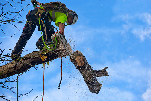 Best Hedge Trimming  in Larkfield Wikiup, CA